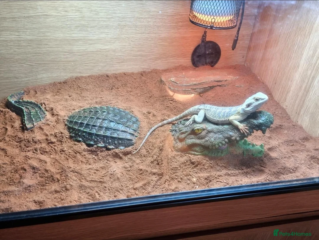 Bearded Dragon reptiles for sale: Bearded dragon in Dumbarton - Advert 11