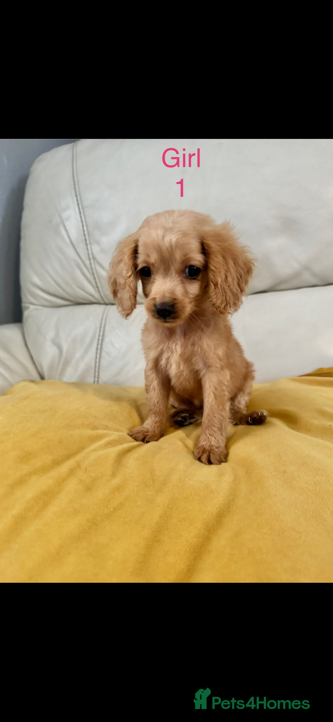Cockapoo dogs for sale: Cockapoo puppies  - Image 1