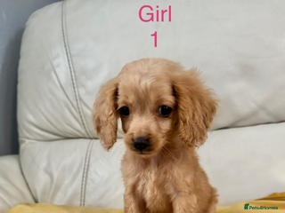 Cockapoo dogs - Advert 9