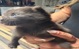 British Shorthair cats for sale: British Shorthair chocolate/grey colours  - Image 32