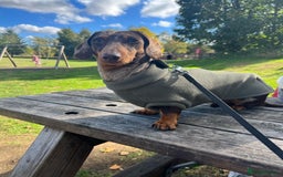 Dachshund dogs for stud: Miniature Dachshund Stud Kc registered & Pra clear in Stowmarket - Image 3