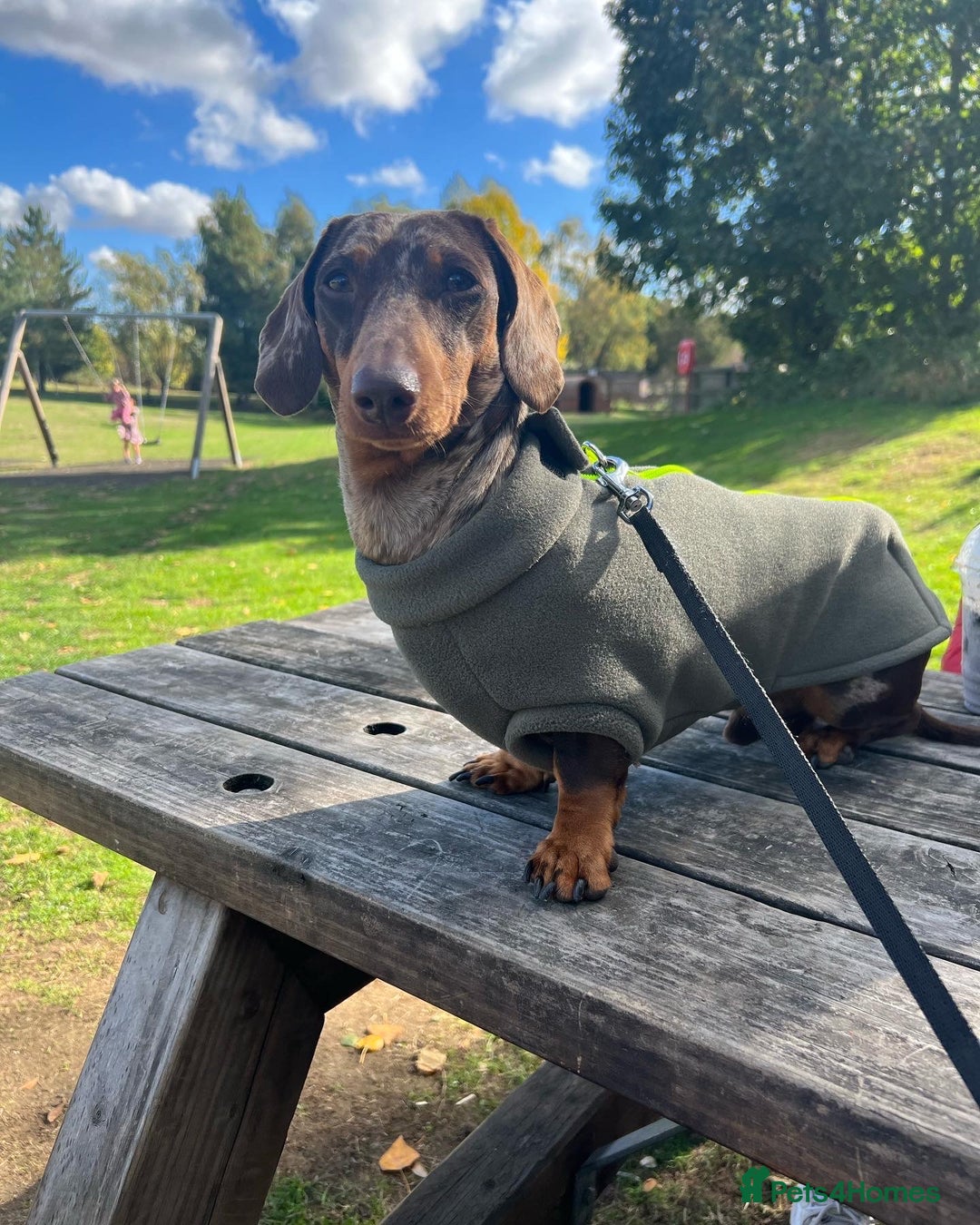 Dachshund dogs for stud: Miniature Dachshund Stud Kc registered & Pra clear in Stowmarket - Image 3