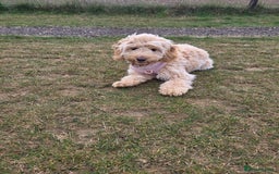 Cockapoo dogs for sale: 1 year old toy cockapoo - Advert 2