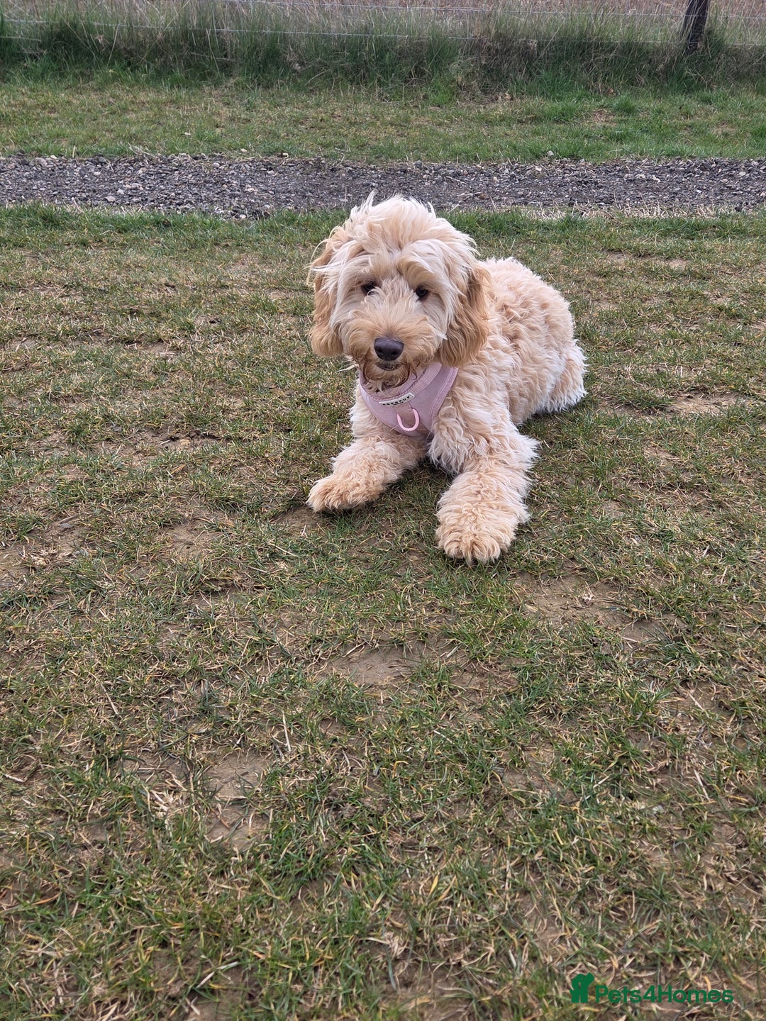 Cockapoo dogs for sale: 1 year old toy cockapoo - Advert 2