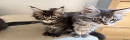 Maine Coon cats for sale: TICCA Registered MaineCoon Kittens  - Advert 6