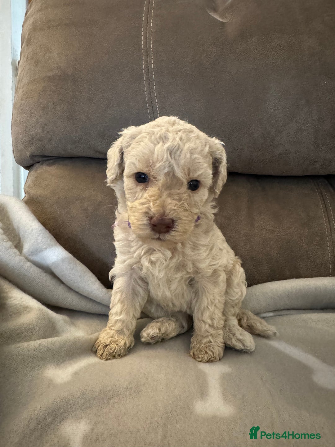 Labradoodle dogs for sale: Miniature Labradoodle puppies - Image 4