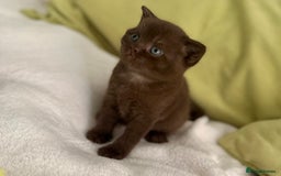 British Shorthair cats for sale: 🇬🇧BSH LILAC & BLUE BOYS 👀4🏠 🥰 GCCF REG  - Image 12