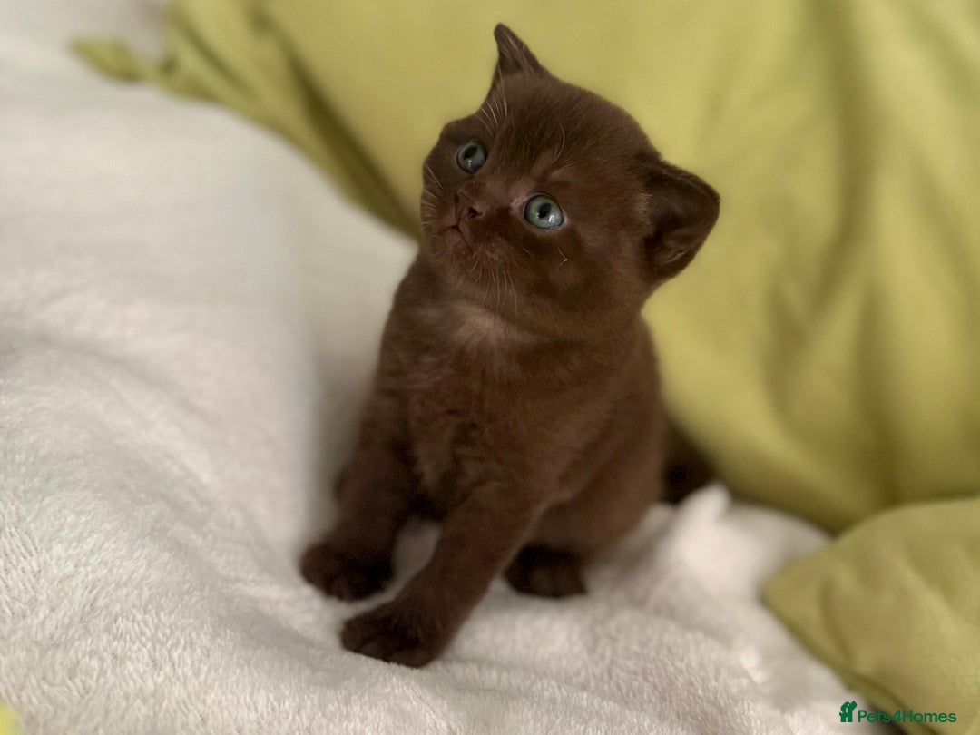 British Shorthair cats for sale: 🇬🇧BSH LILAC & BLUE BOYS 👀4🏠 🥰 GCCF REG  - Image 12