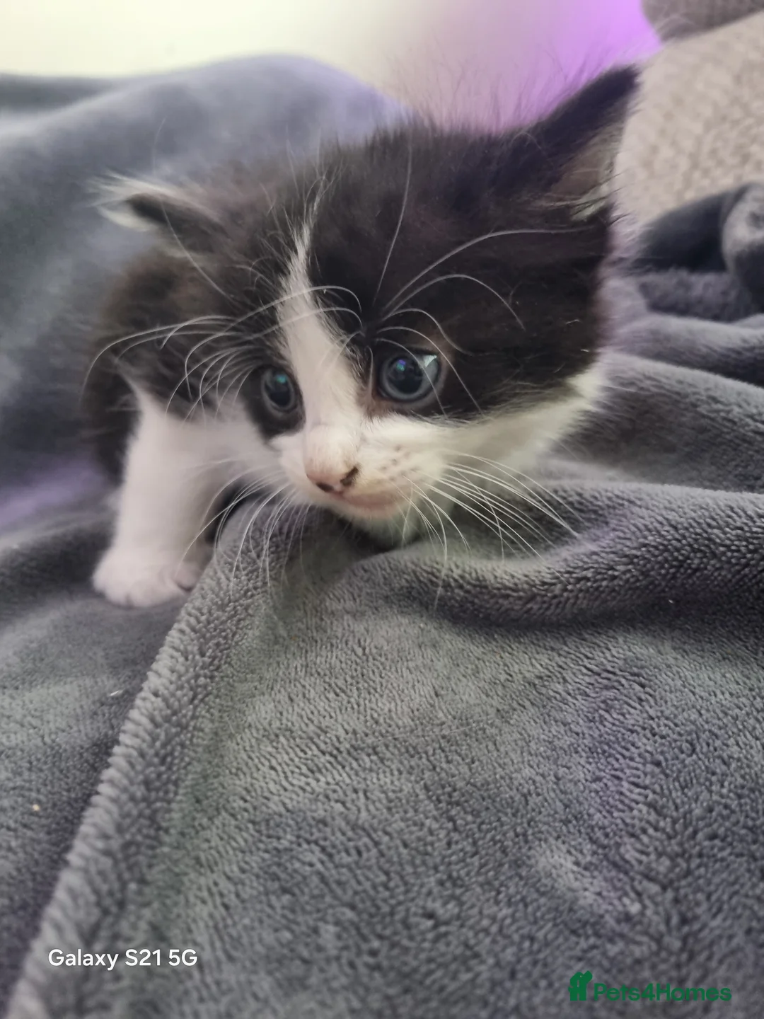 Mixed Breed cats for sale: long-haired kittens looking for a loving home - Advert 27