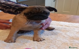 Pug dogs for sale: Pug puppies boys and girls  - Image 6