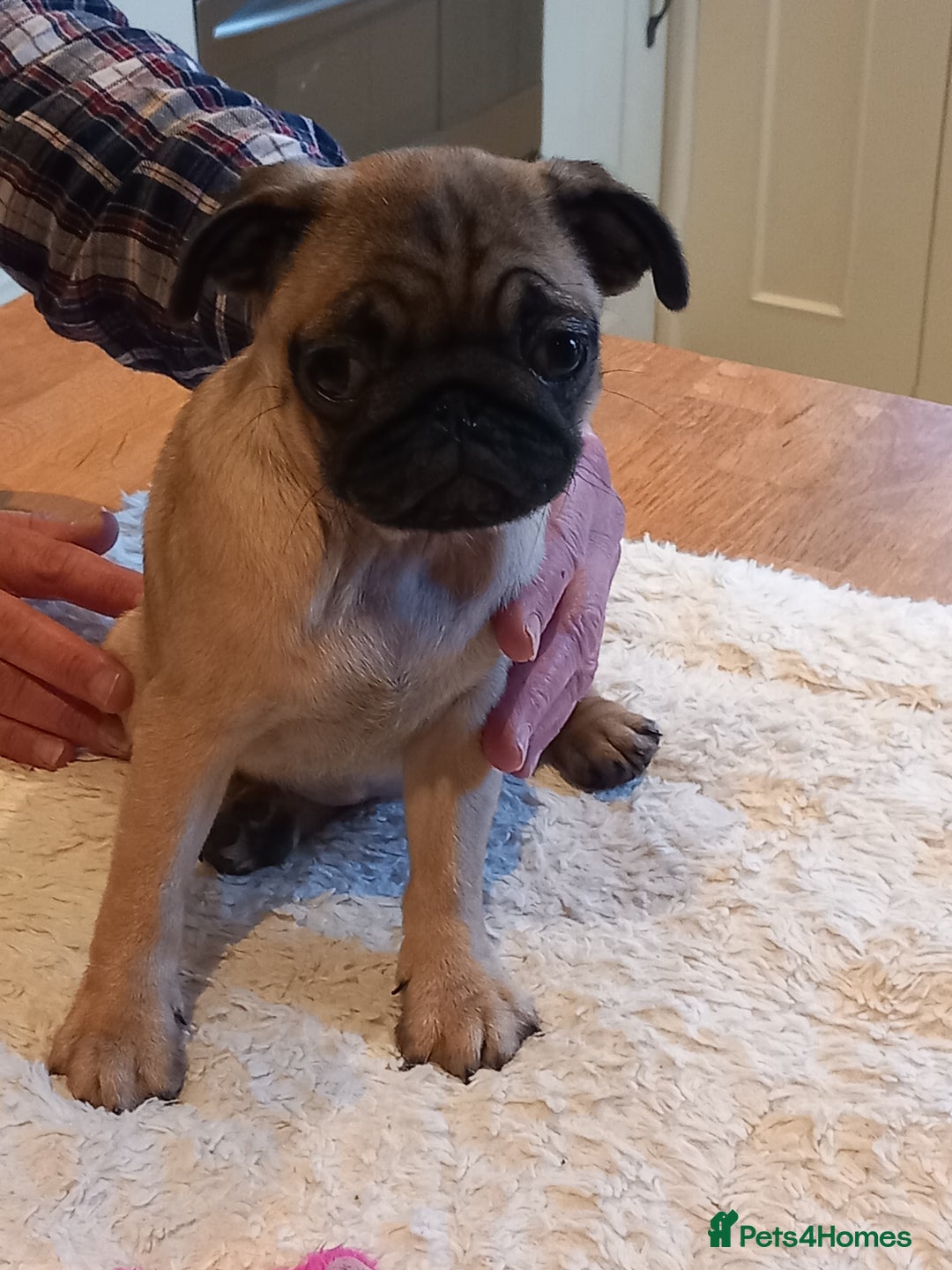 Pug dogs for sale: Pug puppies boys and girls  - Image 6