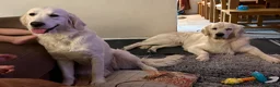 Golden Retriever dogs for sale: Stunning Cream Golden Retriever Puppies  - Advert 10
