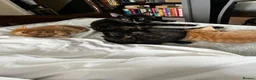 Mixed Breed cats for sale: 🐱 4 Kittens & Their Mum Looking for a Loving Home in Enfield - Advert 20