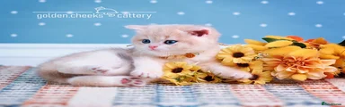 Lilac/Blue Golden British Shorthair Male