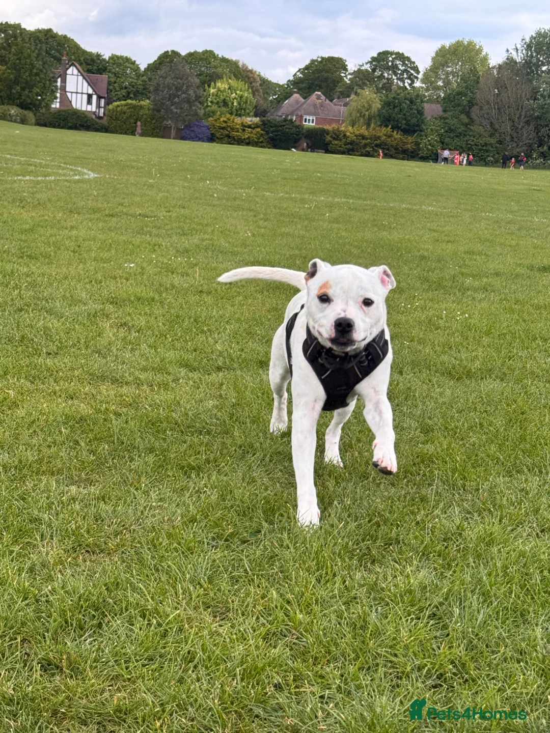 Staffordshire Bull Terrier dogs for sale: Oakley in Worthing - Advert 1
