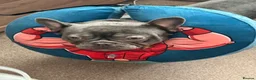 French Bulldog dogs for sale: New home for Frenchie - Advert 7