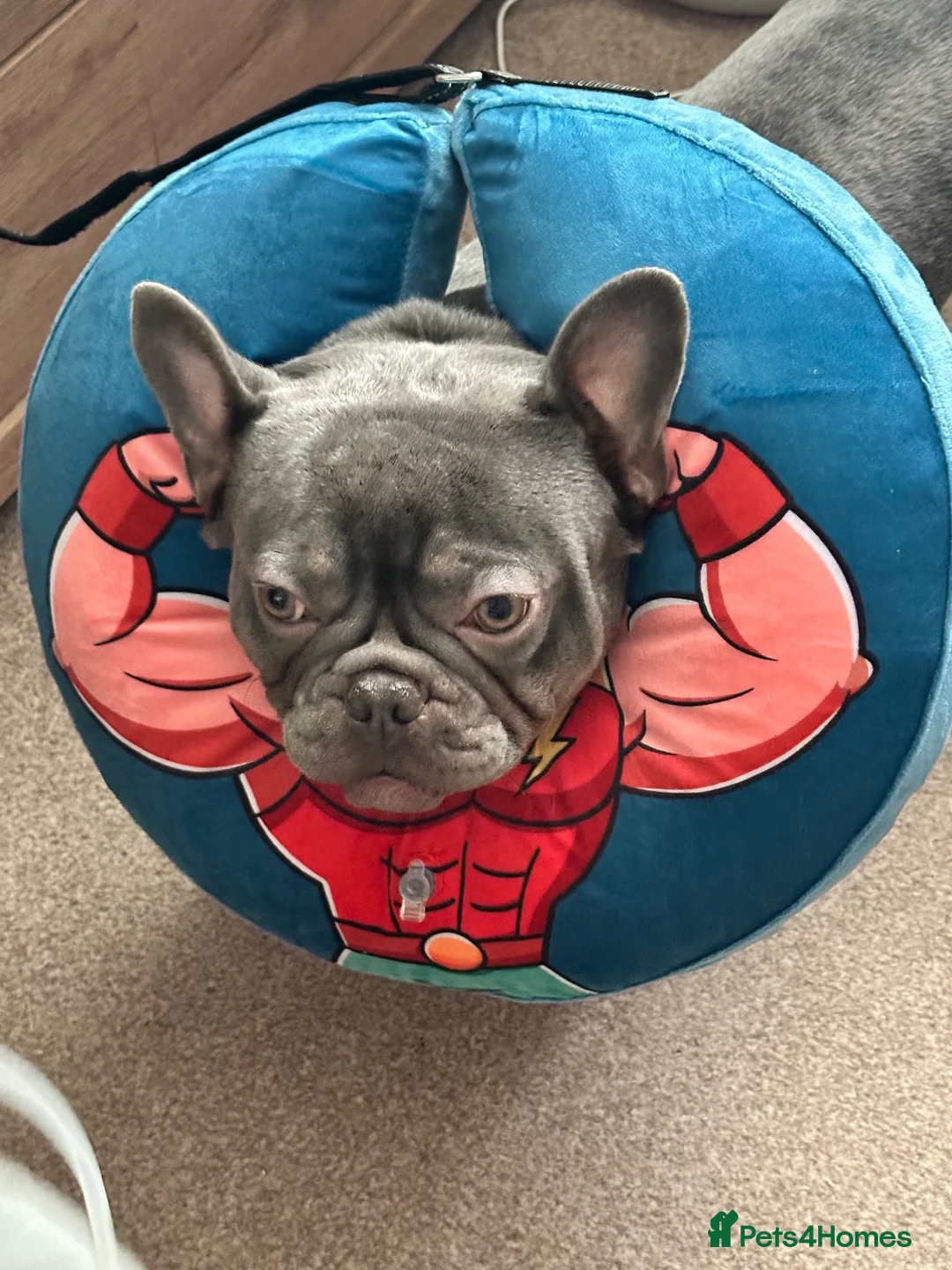 French Bulldog dogs for sale: New home for Frenchie - Advert 7