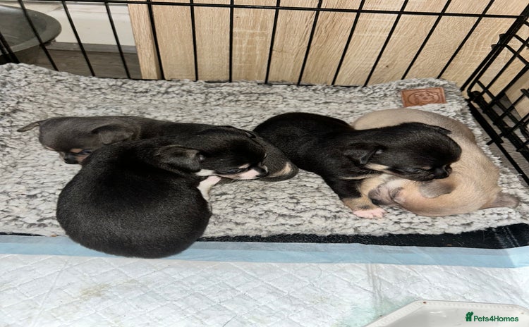Chihuahua dogs - Advert 2