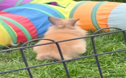 Lionhead rabbits for sale: Double Mane (f)&No Mane(m) Lionhead £50 & £2 - Image 19
