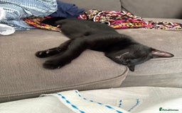 Mixed Breed cats for sale: Black kitten - Advert 5