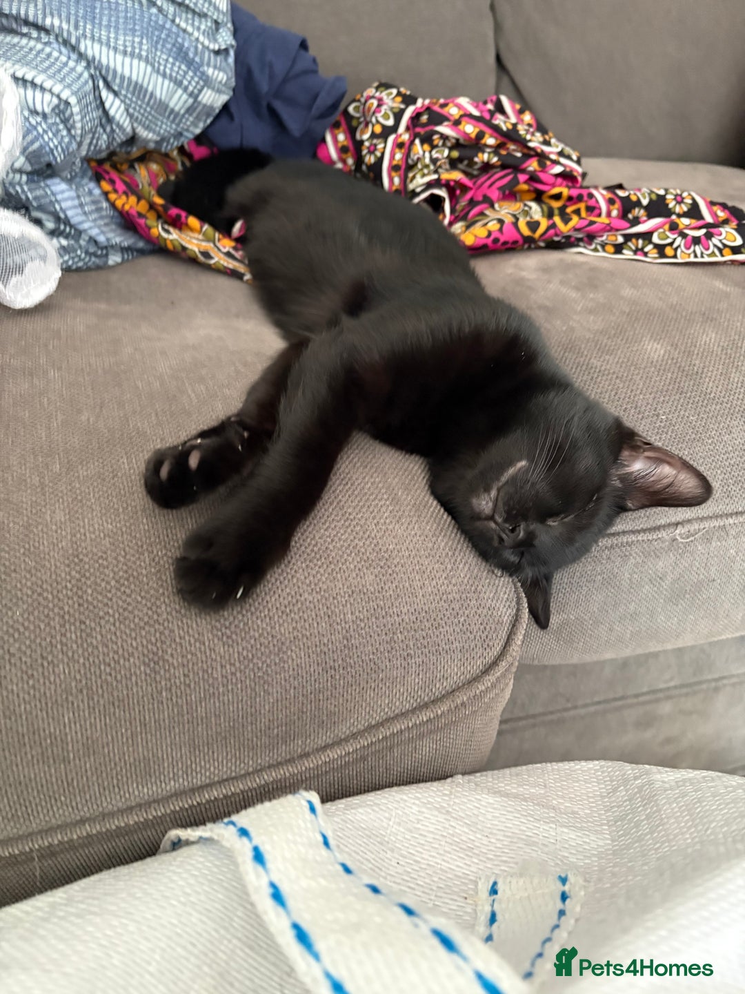Mixed Breed cats for sale: Black kitten - Advert 5