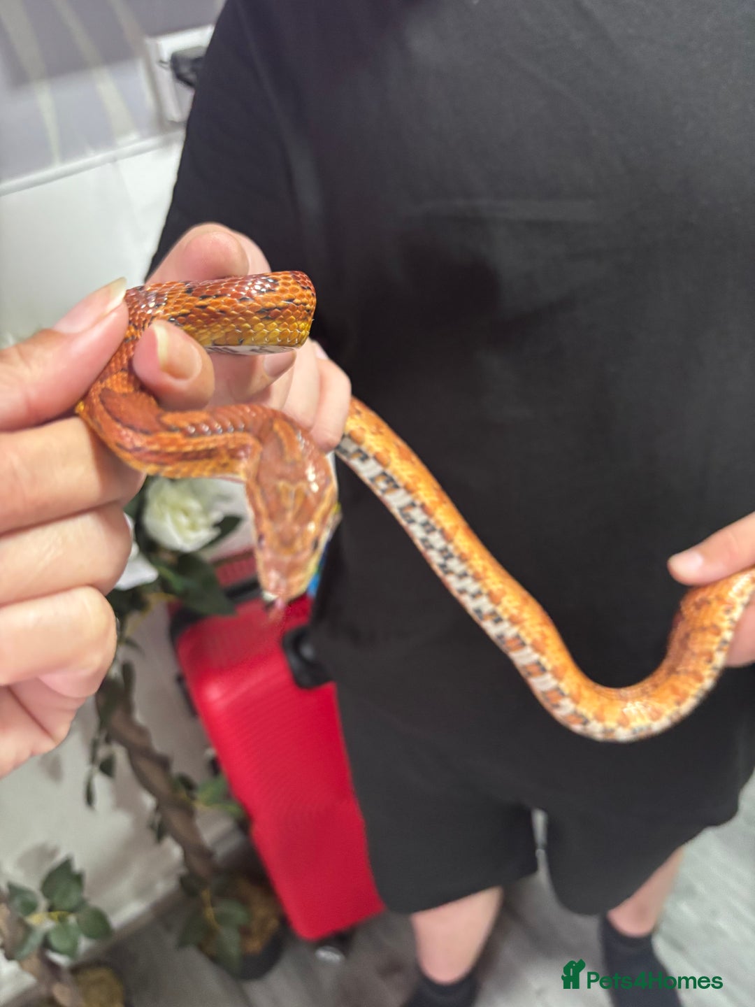 Corn Snake reptiles for sale: Beautiful male corn snake - Image 2