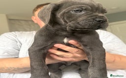 Cane Corso dogs for sale: Beautiful Cane Corso puppies for sale  - Image 22