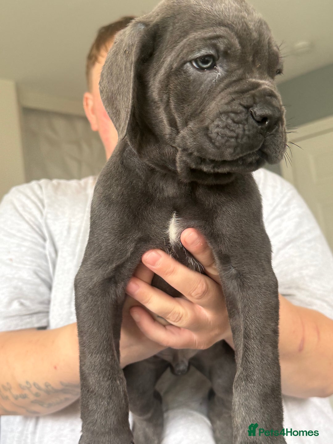 Cane Corso dogs for sale: Beautiful Cane Corso puppies for sale  - Image 22