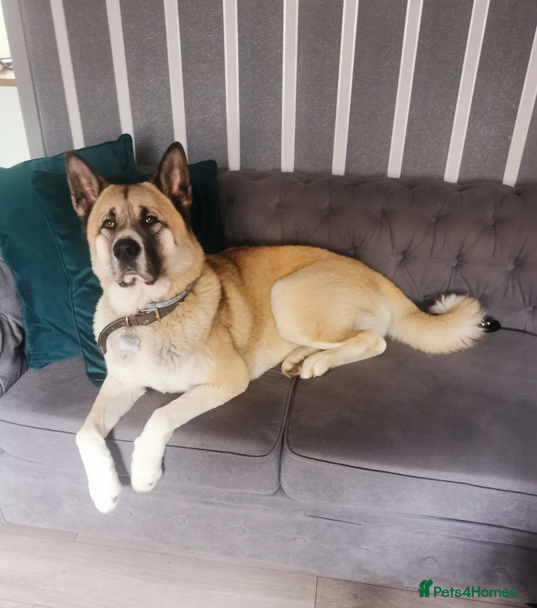 Akita dogs for stud: Akita for stud in Clitheroe - Advert 6