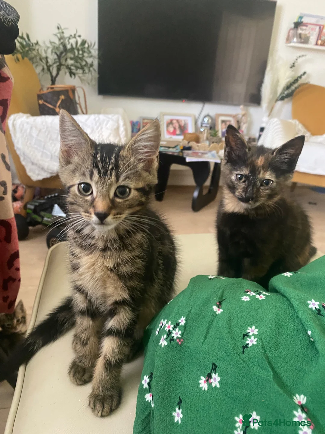 Mixed Breed cats for sale: Kitten for sale ready to go  - Advert 2