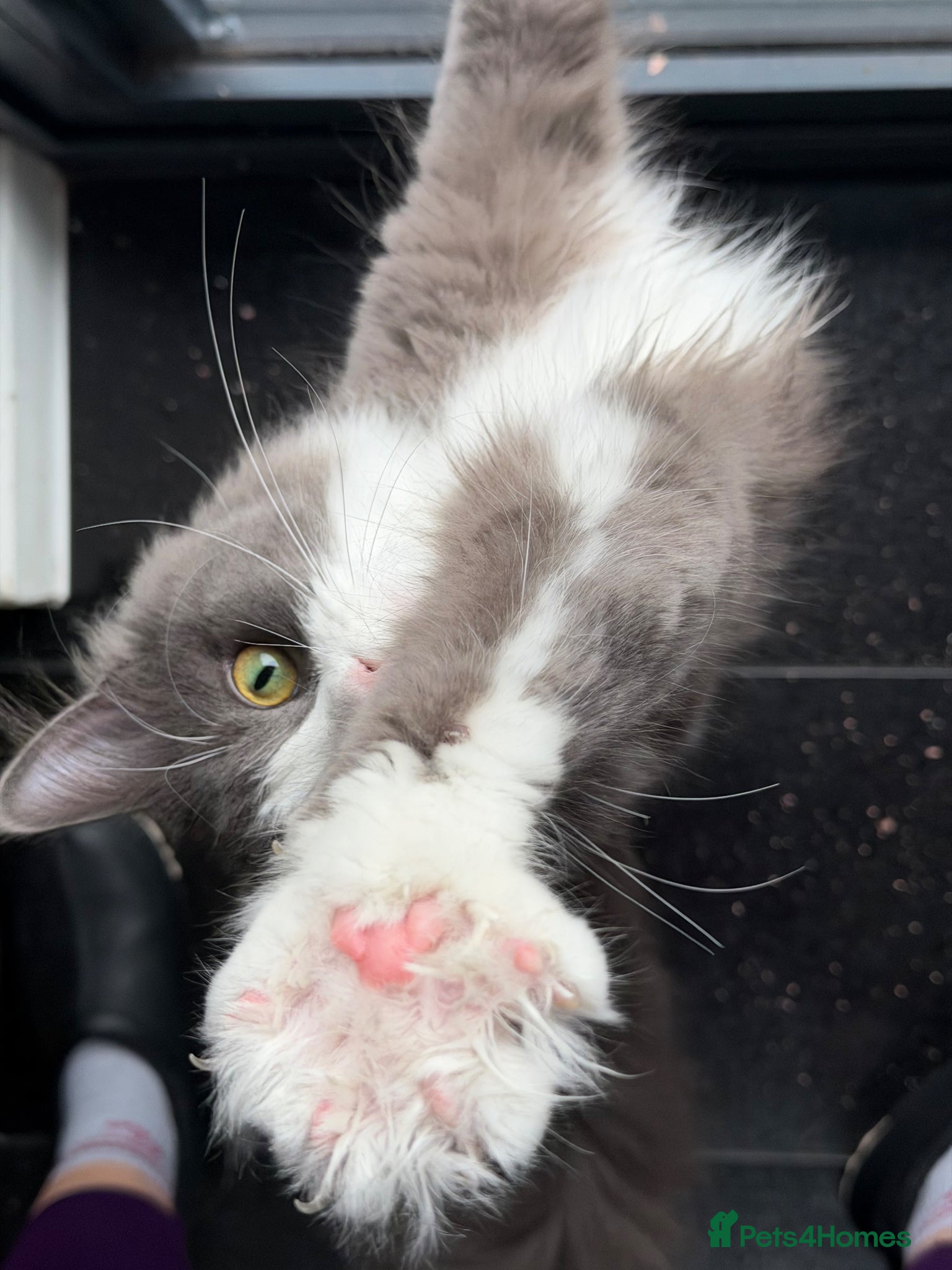 Maine Coon cats for sale: Sadly rehoming our lovely Maine Coon - Advert 6