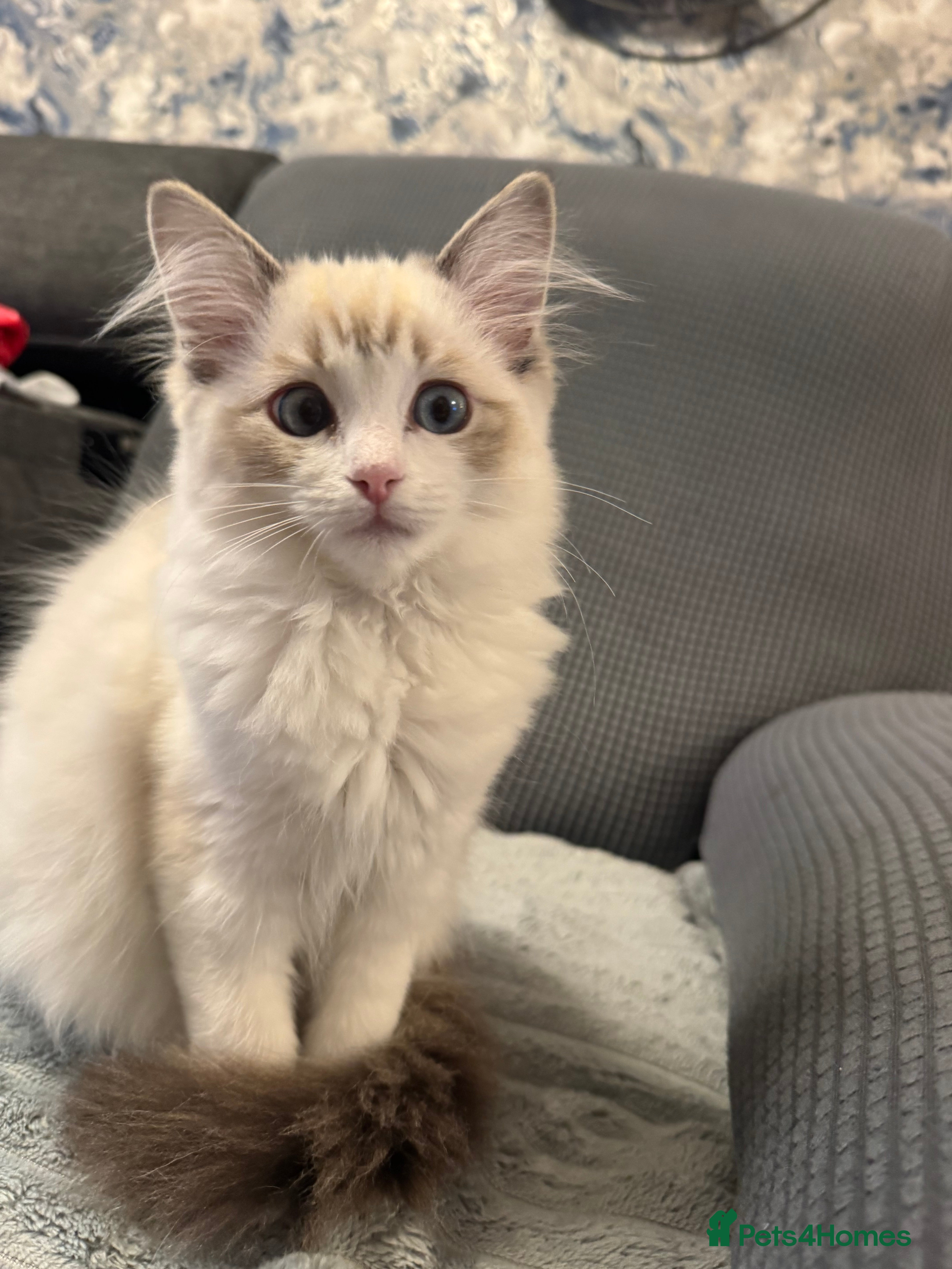 Ragdoll cats Ready now - Blue Lynx Point Bicolour  TICA reg - Advert 16