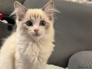 Ragdoll cats Ready now - Blue Lynx Point Bicolour TICA reg - Advert 16
