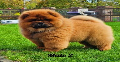 Chow Chow dogs Rare Crufts pedigree litter Kc registered  - Advert 13