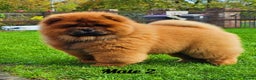 Chow Chow dogs for sale: Rare Crufts pedigree litter Kc registered  - Advert 5