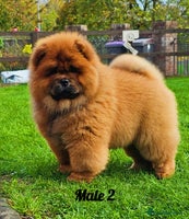 Chow Chow dogs Rare Crufts pedigree litter Kc registered - Advert 13