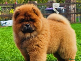Chow Chow dogs Rare Crufts pedigree litter Kc registered - Advert 11