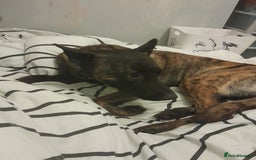 Mixed Breed dogs for sale: Dutch Shepherd  - Image 1