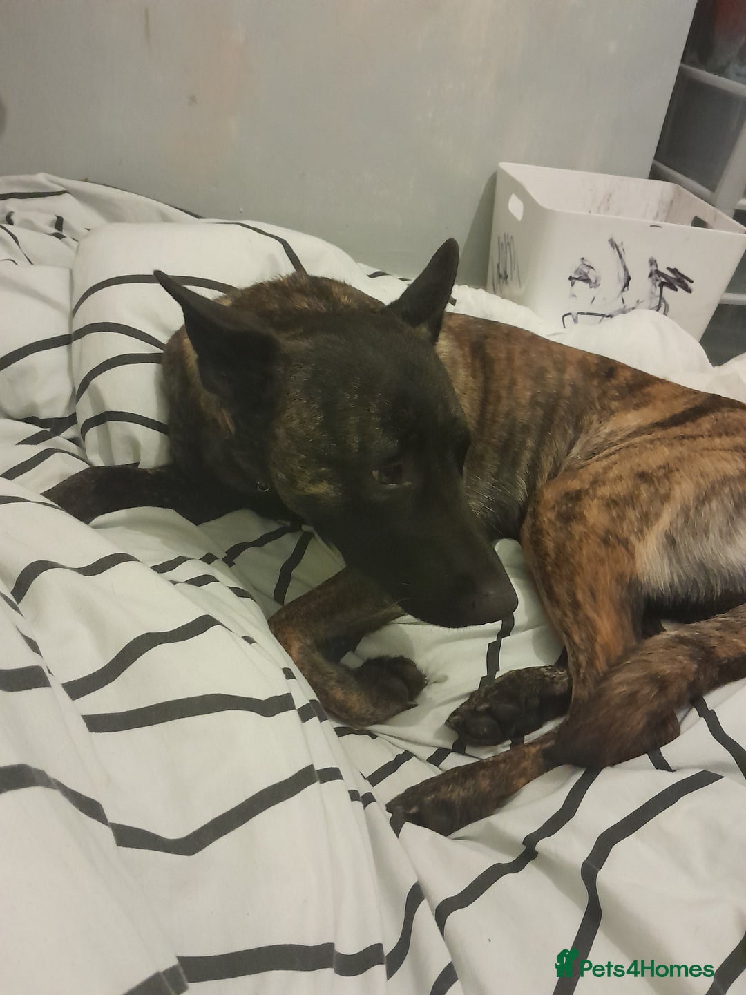 Mixed Breed dogs for sale: Dutch Shepherd  - Image 1
