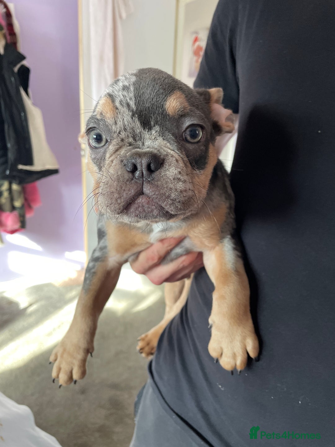 French Bulldog dogs for sale: Kc registered 12 week old French. Bulldogs  - Image 30