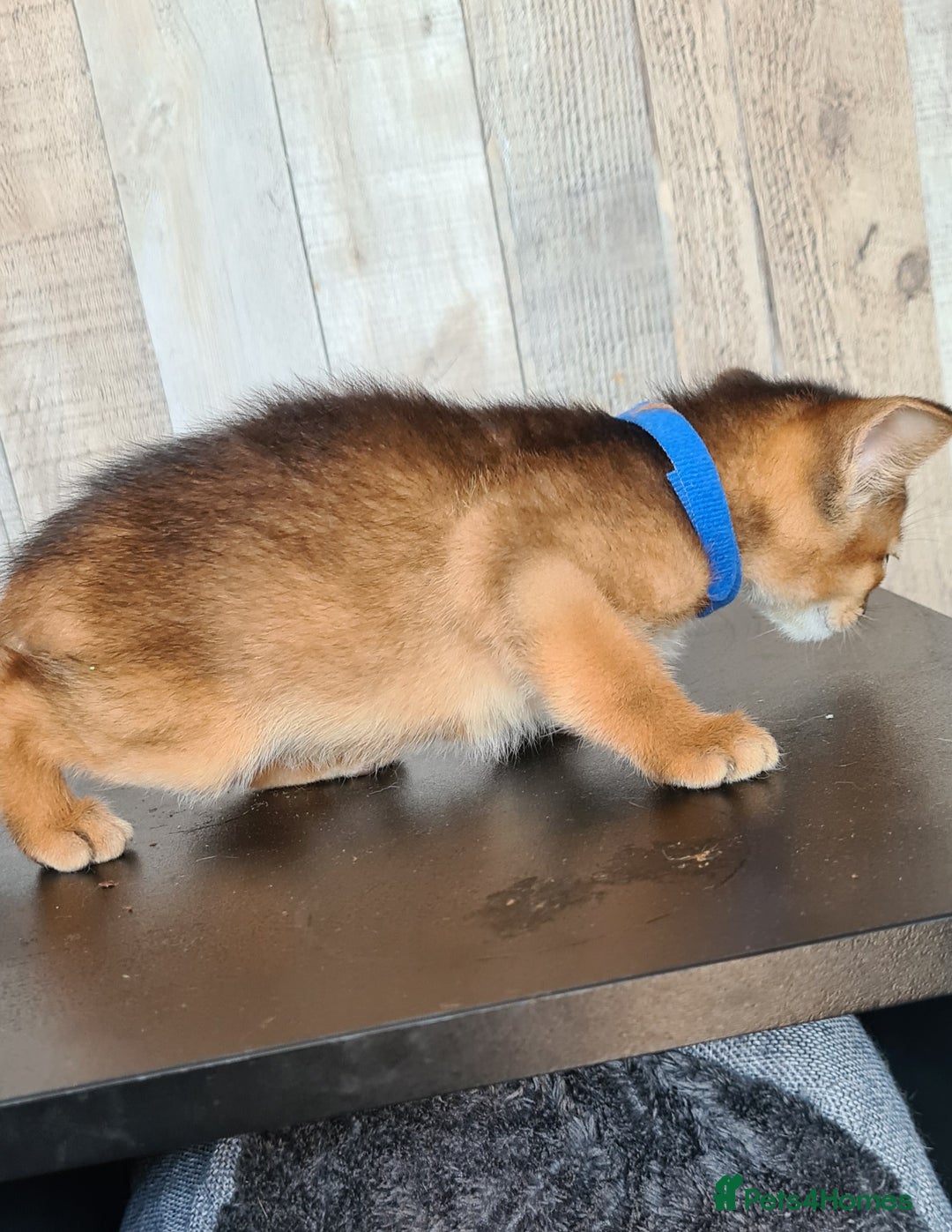 Abyssinian cats for sale: 5 abysinnian pedigree tica registered  - Image 5