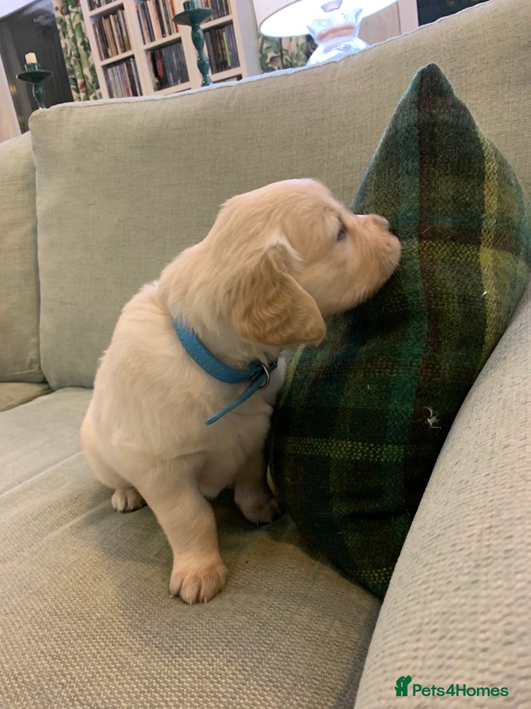 Golden Retriever dogs for sale: 1 BOY LEFT! Beautiful KC Golden Retriever Puppies! in Llanfyrnach - Image 16