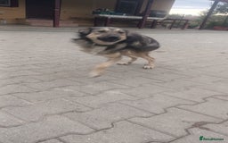 Mixed Breed dogs for adoption: HONEY !  a Lovely 3 LEGGED Boy - for a Loving Home - Image 19