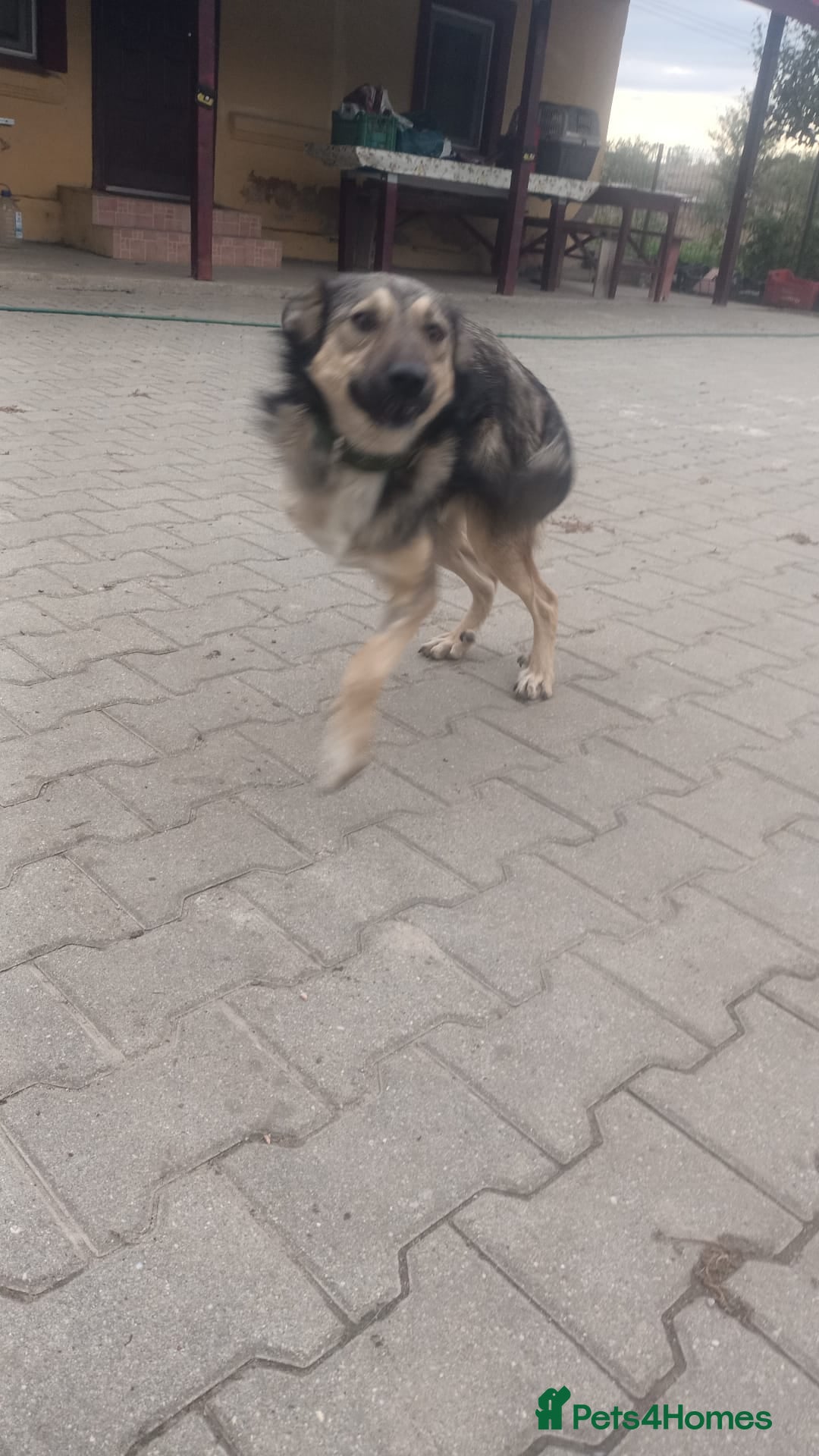 Mixed Breed dogs for adoption: HONEY !  a Lovely 3 LEGGED Boy - for a Loving Home - Advert 19