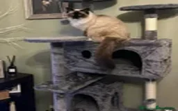 Ragdoll cats for sale: Male Ragdoll 2.5 years  - Advert 5