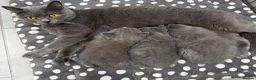 British Shorthair cats for sale: British shorthair kittens available  in Liverpool - Advert 12