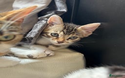 Mixed Breed cats for sale: Ready! Snow Bengal/Seal Lynx X Kittens  - Image 14