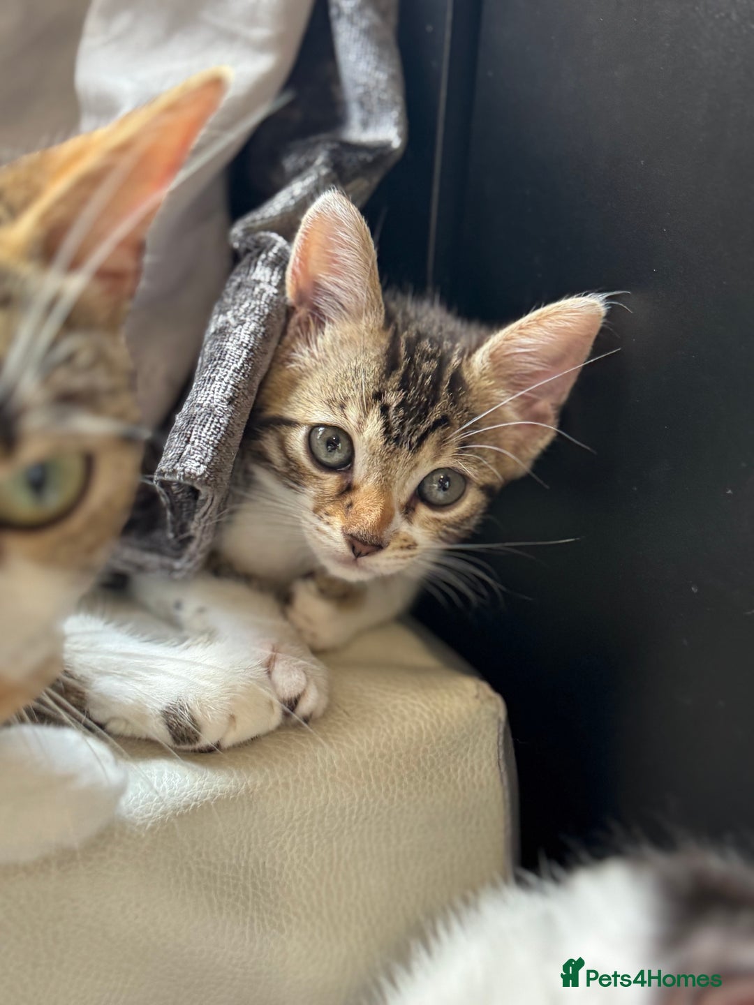 Mixed Breed cats for sale: Ready! Snow Bengal/Seal Lynx X Kittens  - Image 14