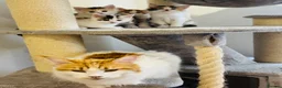 Maine Coon cats for sale: Maine coon kittens  - Advert 3