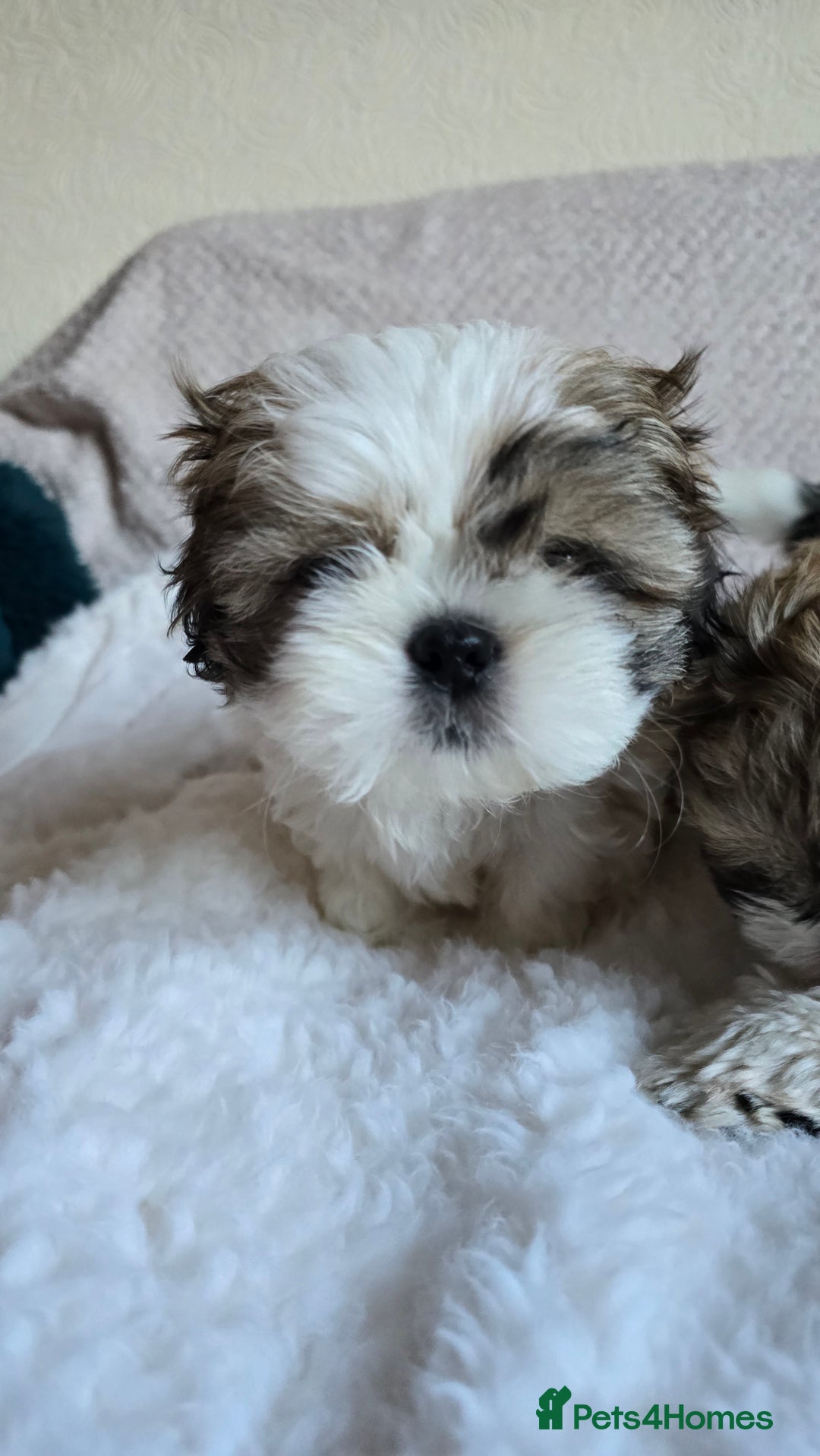 Shih Tzu dogs for sale: Two Shih Tzu female - Advert 7